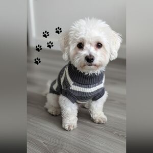 XL Dog  Sweater